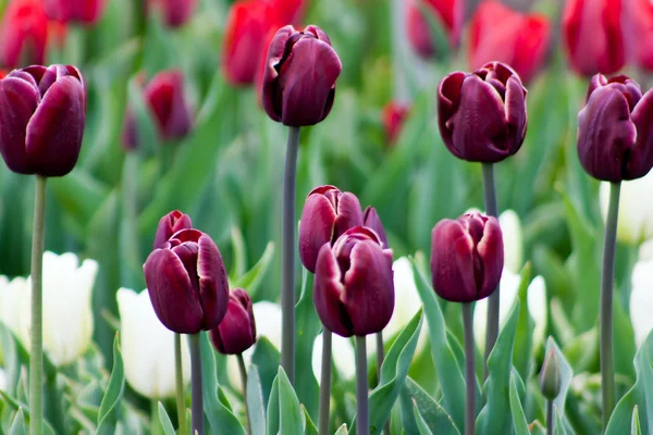 Tulipány v10 — Stock fotografie