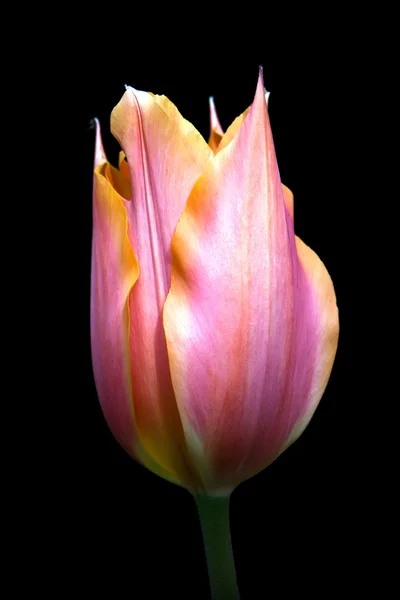 Tulipanes V1 —  Fotos de Stock