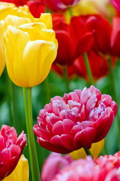 stock image Tulips V2