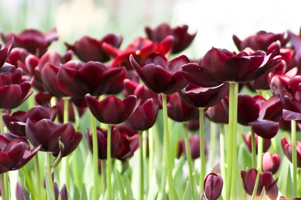 Tulipány v3 — Stock fotografie
