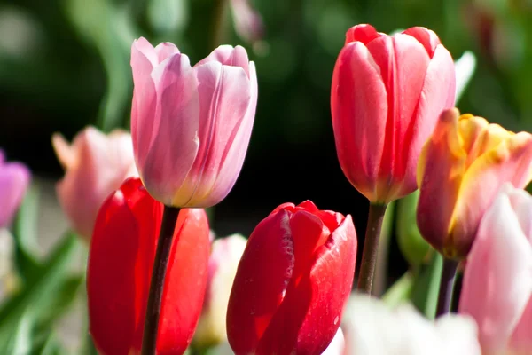 Tulipány v4 — Stock fotografie