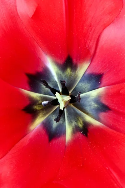 Tulipanes V5 —  Fotos de Stock