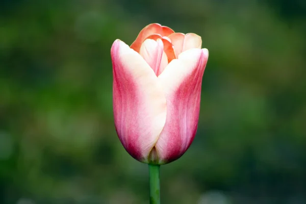 Tulipanes V7 — Foto de Stock