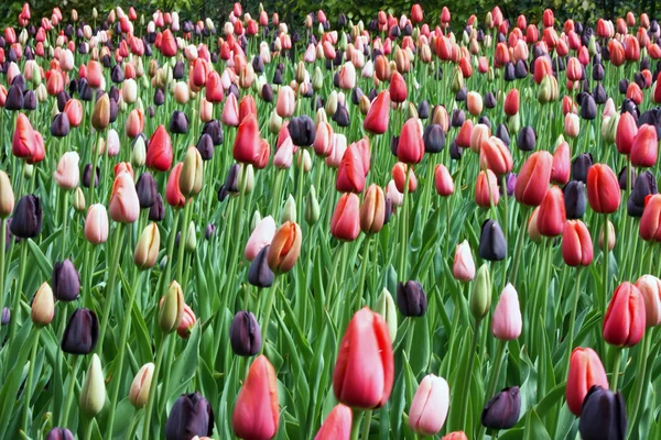 Tulipanes V6 — Foto de Stock