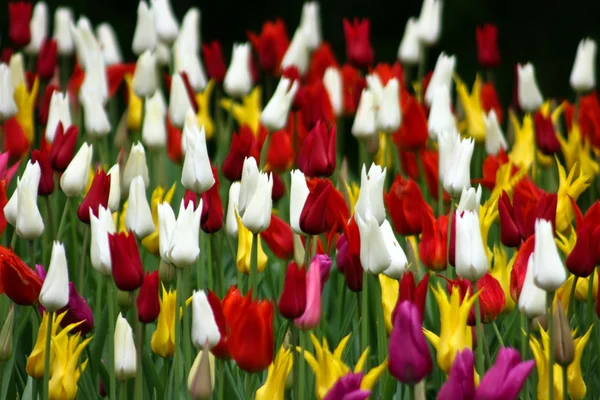 Tulipány v8 — Stock fotografie