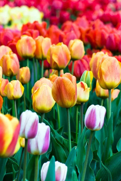 Tulipanes V9 — Foto de Stock