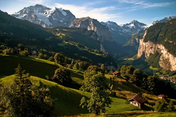 O Bernês Oberland V1 — Fotografia de Stock