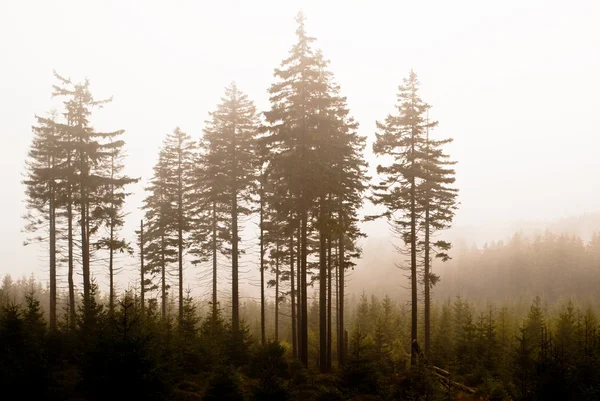 Kappen van bomen in de mist Stockfoto