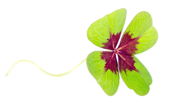 Fourleaved cloverleaf with stern — Stock Photo, Image