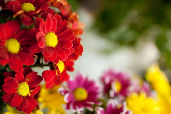 Varias flores en la tienda — Foto de Stock