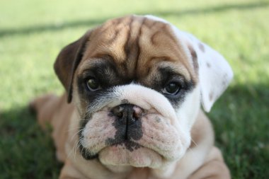 English Bulldog Pup Facing Camera clipart