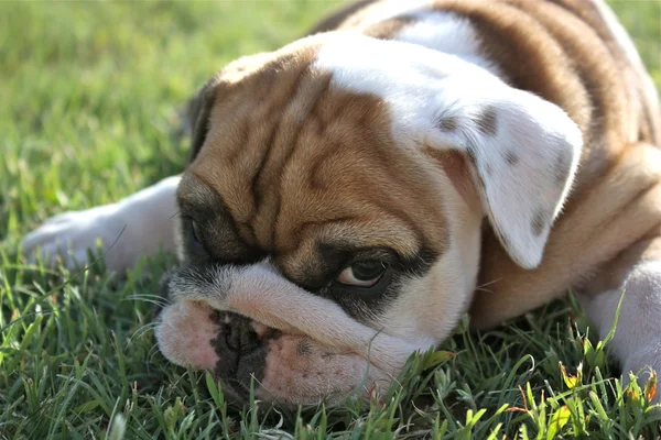 Bulldog inglese Pup sguardo onorario — Foto Stock