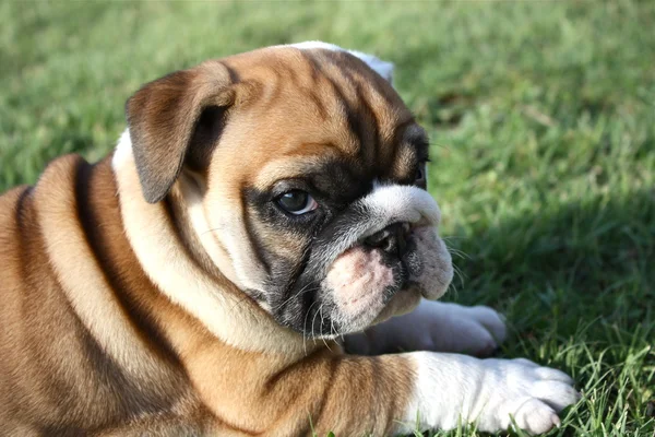 Engels bulldog pup zijaanzicht geconfronteerd met camera Stockfoto
