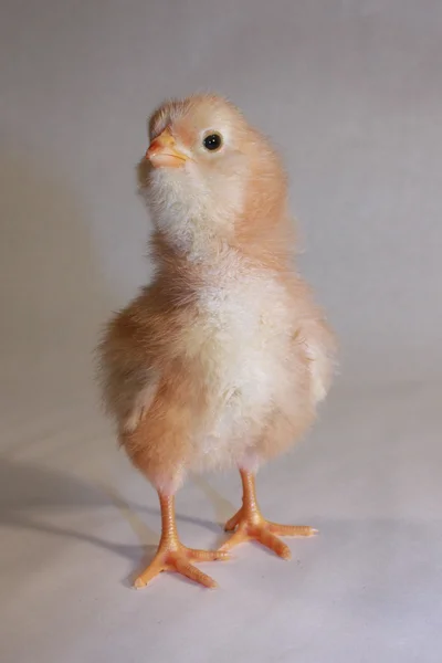 Tan chick huvudet sträcks upp — Stockfoto