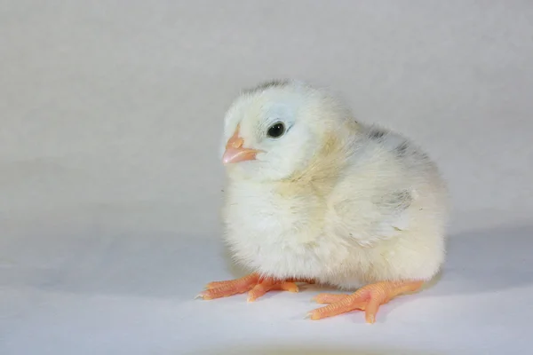 Yellow chick sitting facing at angle left — Stock Photo, Image
