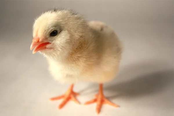 Chick close-up — Stockfoto