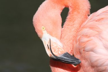 Flamingo yakın çekim