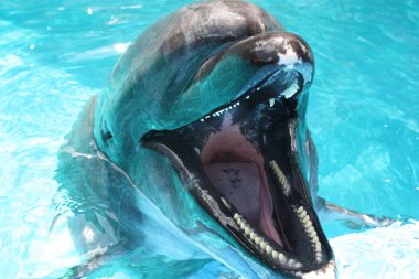 Dolphin out of water mouth open facing right clipart