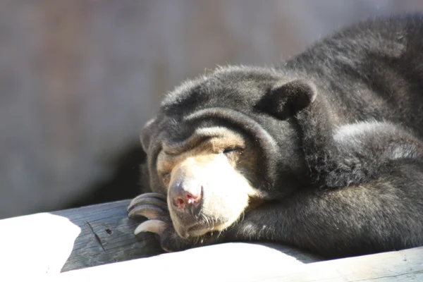 Urso-sol ralaxing — Fotografia de Stock