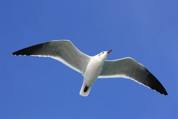 martı flignt içinde