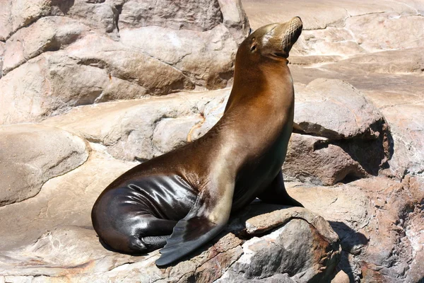 Seehund sonnt sich auf Felsen lizenzfreie Stockfotos