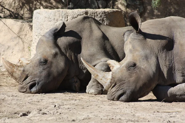 두 rhinoceroses 스톡 사진