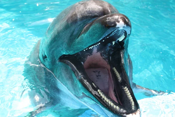 Dolphin ur vatten mun öppna åt höger Stockbild