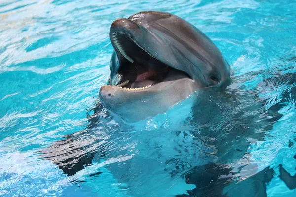 Dolphin ur vatten mun öppen Royaltyfria Stockfoton
