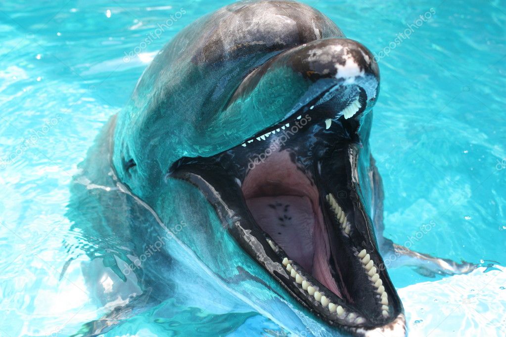 Dolphin out of water mouth open facing right — Stock Photo © mhayes ...