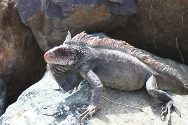 Iguana sunning on rock — Stock Photo, Image