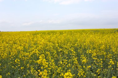 Yellow floral field clipart