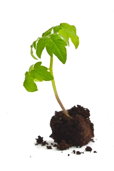 stock image Young green plant on a white background