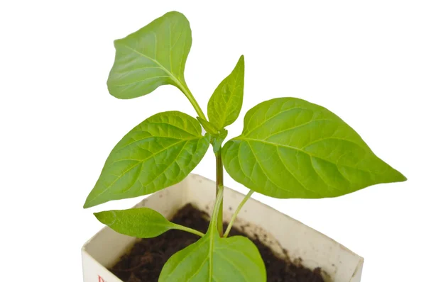 Młodych roślin zielonych na białym tle — Zdjęcie stockowe