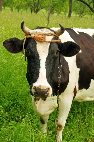 Vaca na grama verde — Fotografia de Stock