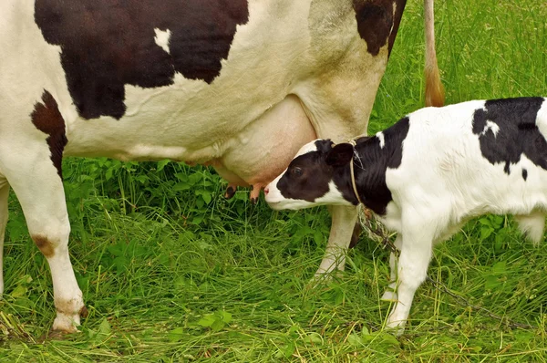 Calf cow feeding on green grass — Stock Photo, Image