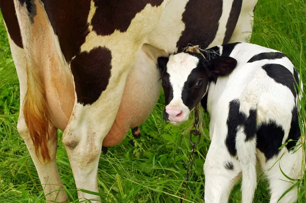 Calf cow feeding on green grass — Stock Photo, Image