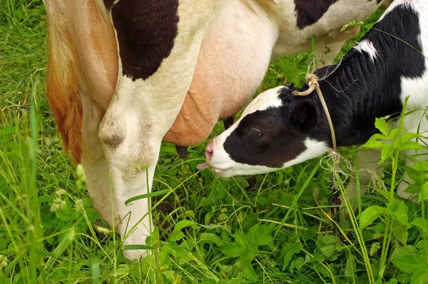 Etetés a zöld mezőben, borjú tehén — Stock Fotó