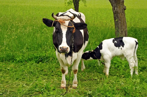 Calf cow feeding in green field — Stock Photo, Image