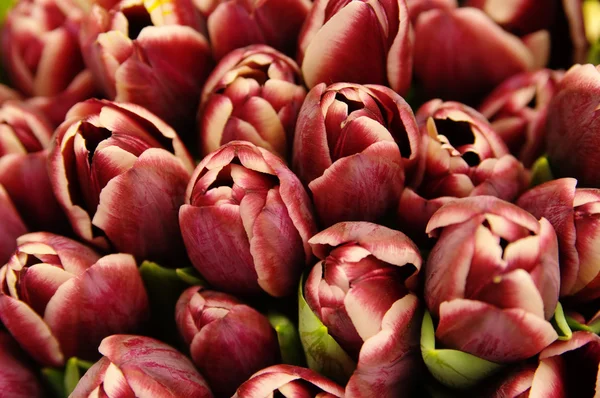 Tulipani al mercato — Foto Stock