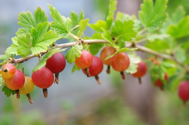 Kırmızı bektaşi bush üzerinde asılı