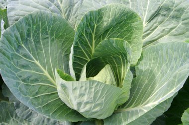 Cabbage head growing on the vegetable bed clipart