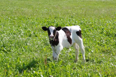 The calf on a summer pasture clipart