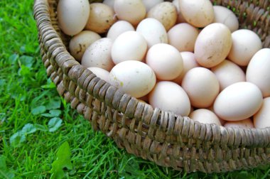 doğal kahverengi tavuk yumurta willage hasır sepet