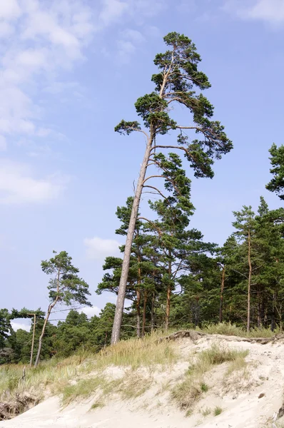 Pine near the Baltic sea — Stock Photo, Image