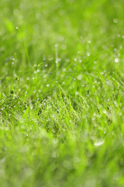 Green grass with water drops background — Stock Photo, Image