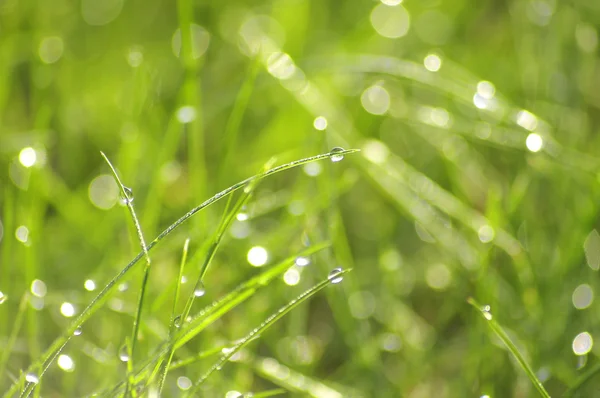 Green grass with water drops background — Stock Photo, Image