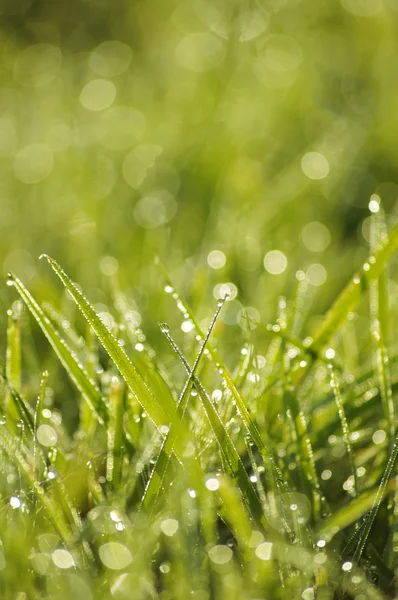 Green grass in a dew — Stock Photo, Image