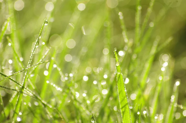 stock image Green grass in a dew