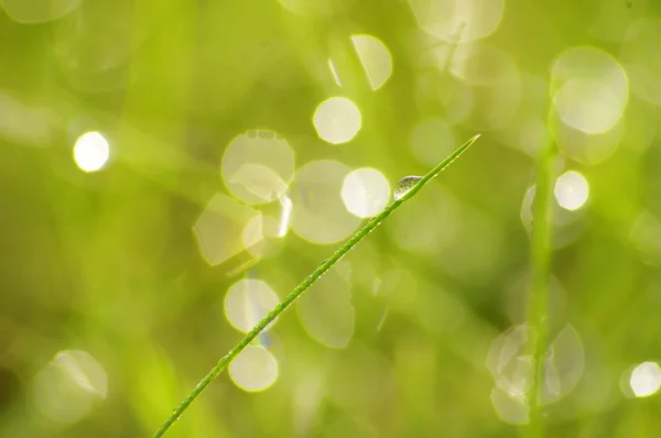 Green grass in a dew — Stock Photo, Image