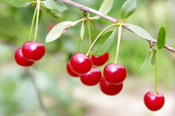 Red and sweet cherries on a branch — Stock Photo, Image